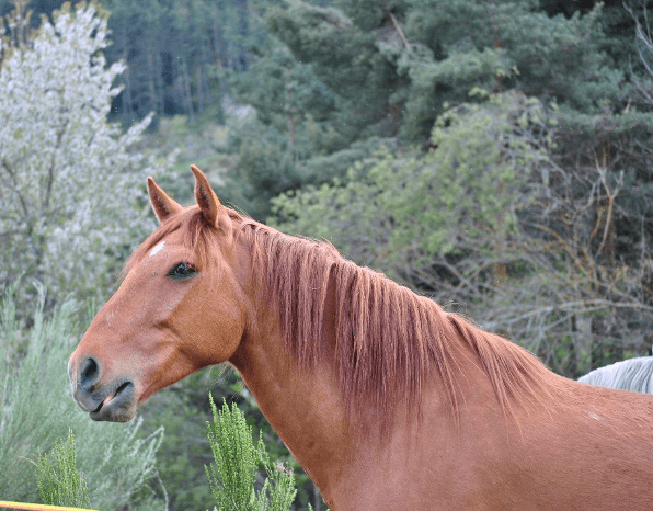 caballo castaño con marca blanca en la frente