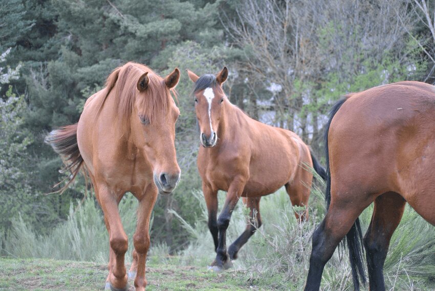 tres caballos marrones en la naturaleza