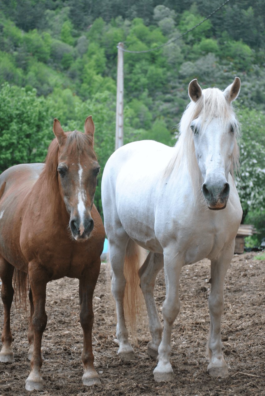 foto de dos caballos, marrón y blanco